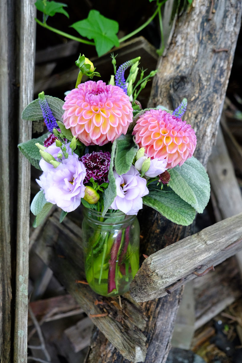 Dahlia + veronica